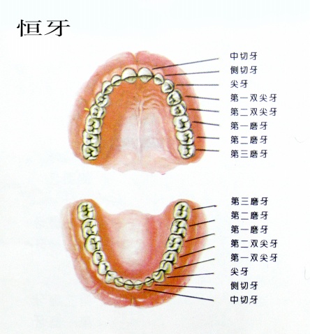 蛀牙牙齿痛怎么办